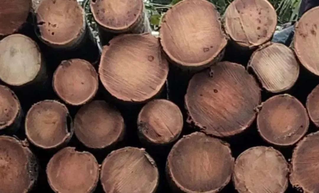 Supplier Kayu Jakarta Timur